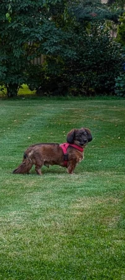 Zorro, bruin male senior Dachshund for adoption at Stichting Landelijke Herplaatsing Huisdieren, Vaals