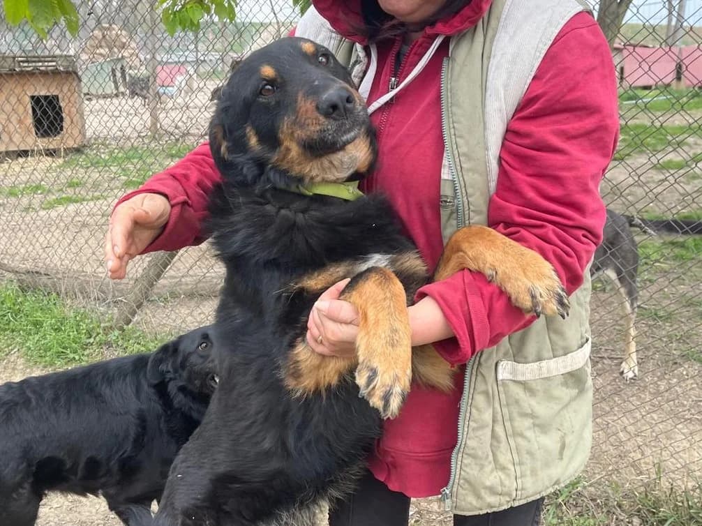 Honden ter adoptie, male young mixed breed for adoption at SOS Dogs Nederland, NN Didam