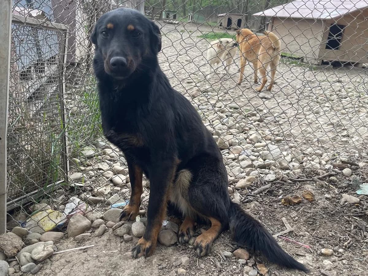 Honden ter adoptie, female young mixed breed for adoption at SOS Dogs Nederland, NN Didam