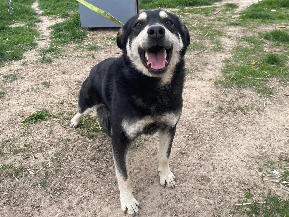 Honden ter adoptie, male young mixed breed for adoption at SOS Dogs Nederland, NN Didam