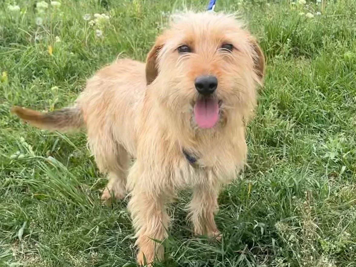Honden ter adoptie, female puppy mixed breed for adoption at SOS Dogs Nederland, NN Didam