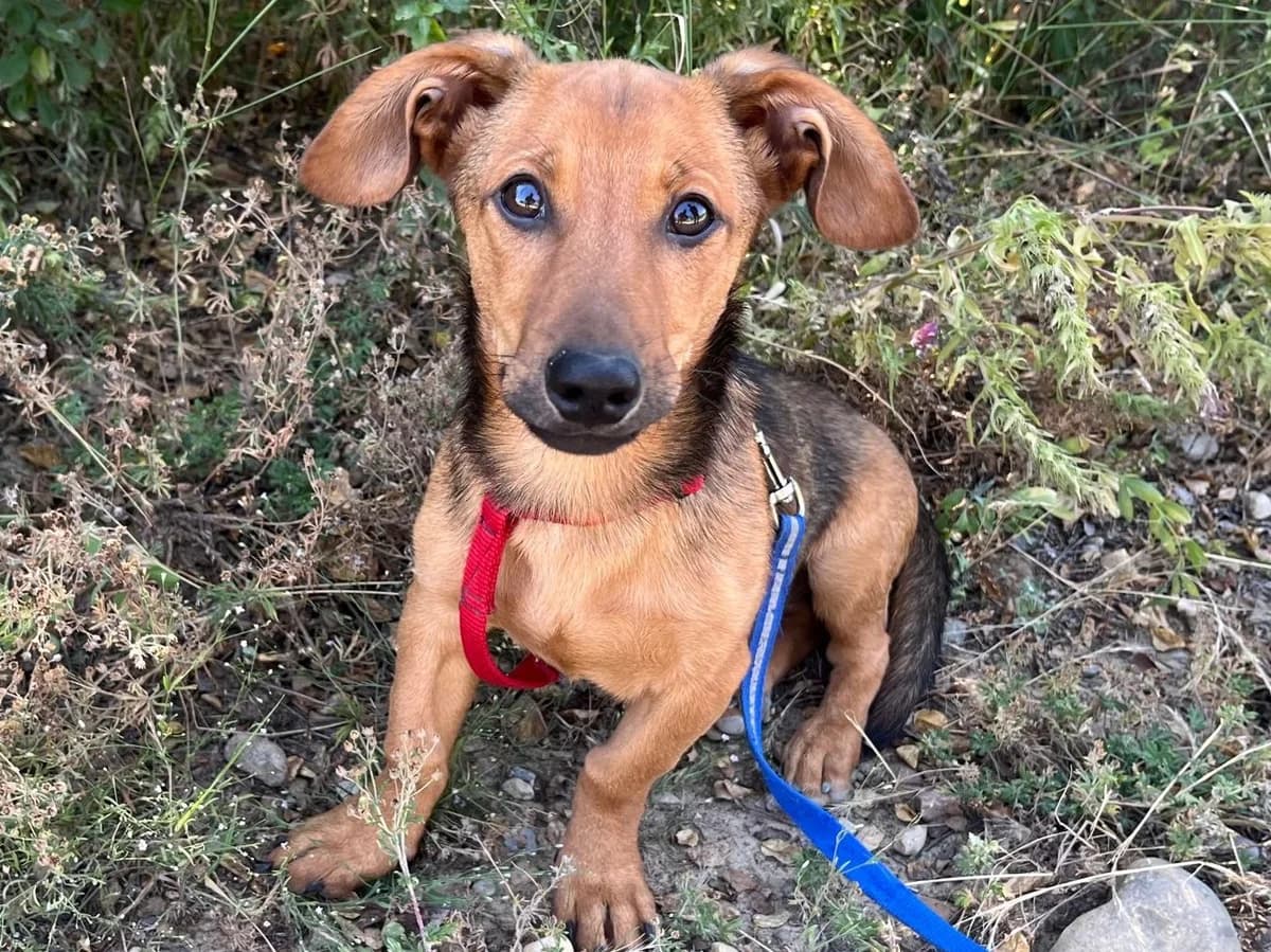 Honden ter adoptie,  (SOS Dogs Nederland)