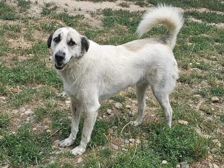 Honden ter adoptie, male 3yo mixed breed for adoption at SOS Dogs Nederland, NN Didam