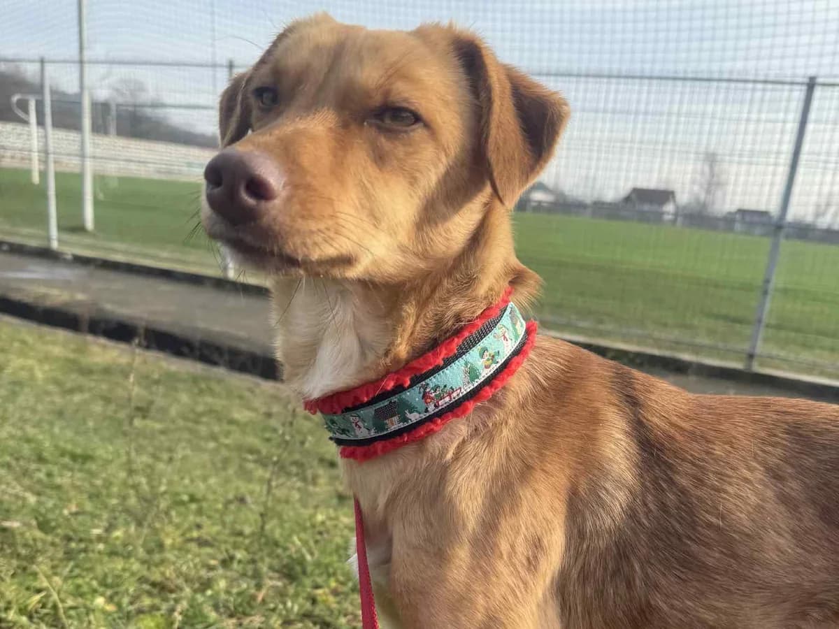 Honden ter adoptie, female young mixed breed for adoption at SOS Dogs Nederland, NN Didam