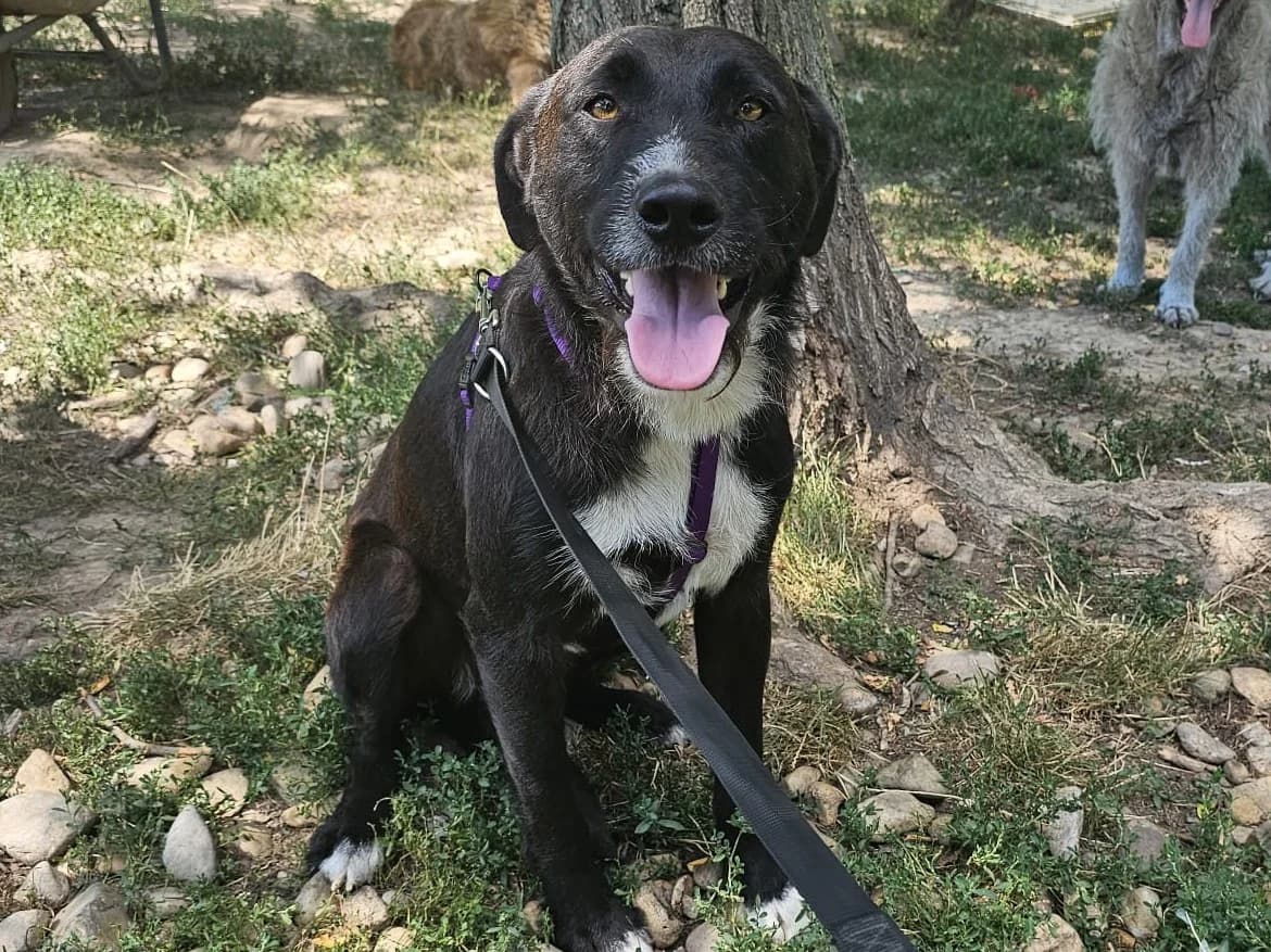 Honden ter adoptie, male young mixed breed for adoption at SOS Dogs Nederland, NN Didam