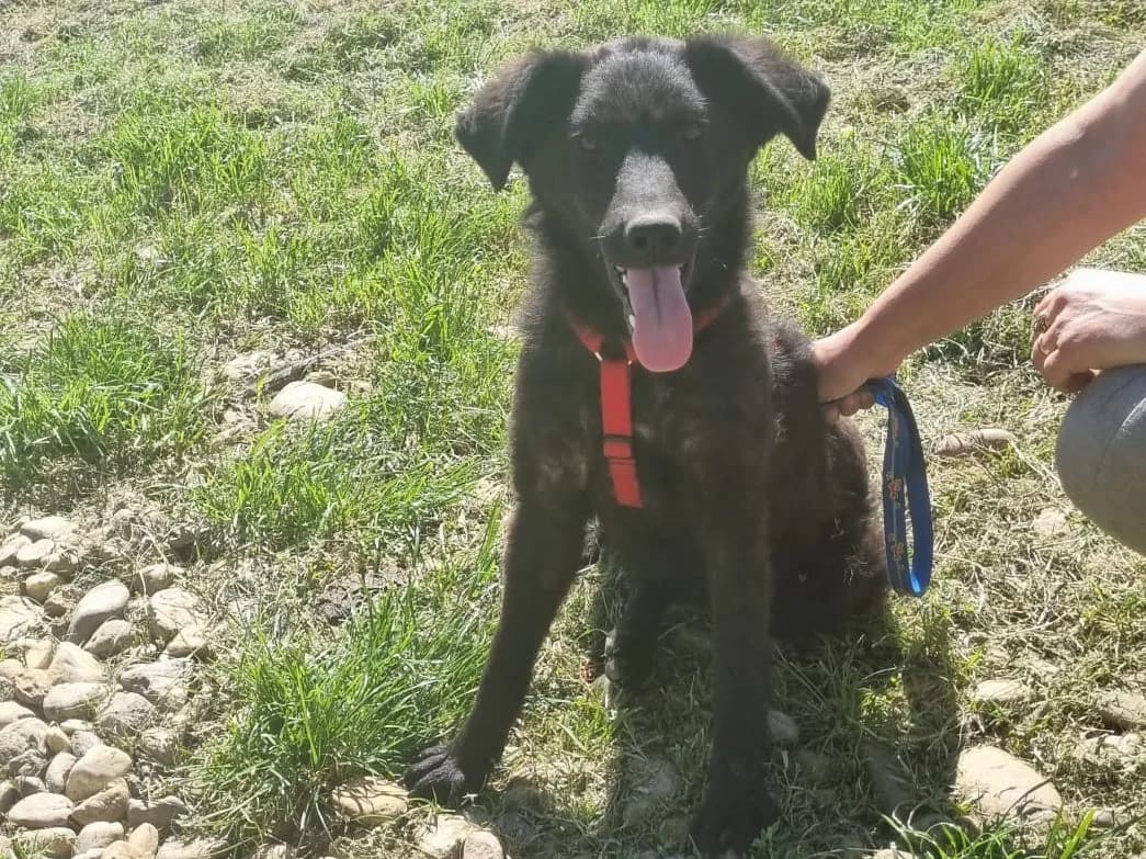 Honden ter adoptie, zwart female young mixed breed for adoption at SOS Dogs Nederland, NN Didam