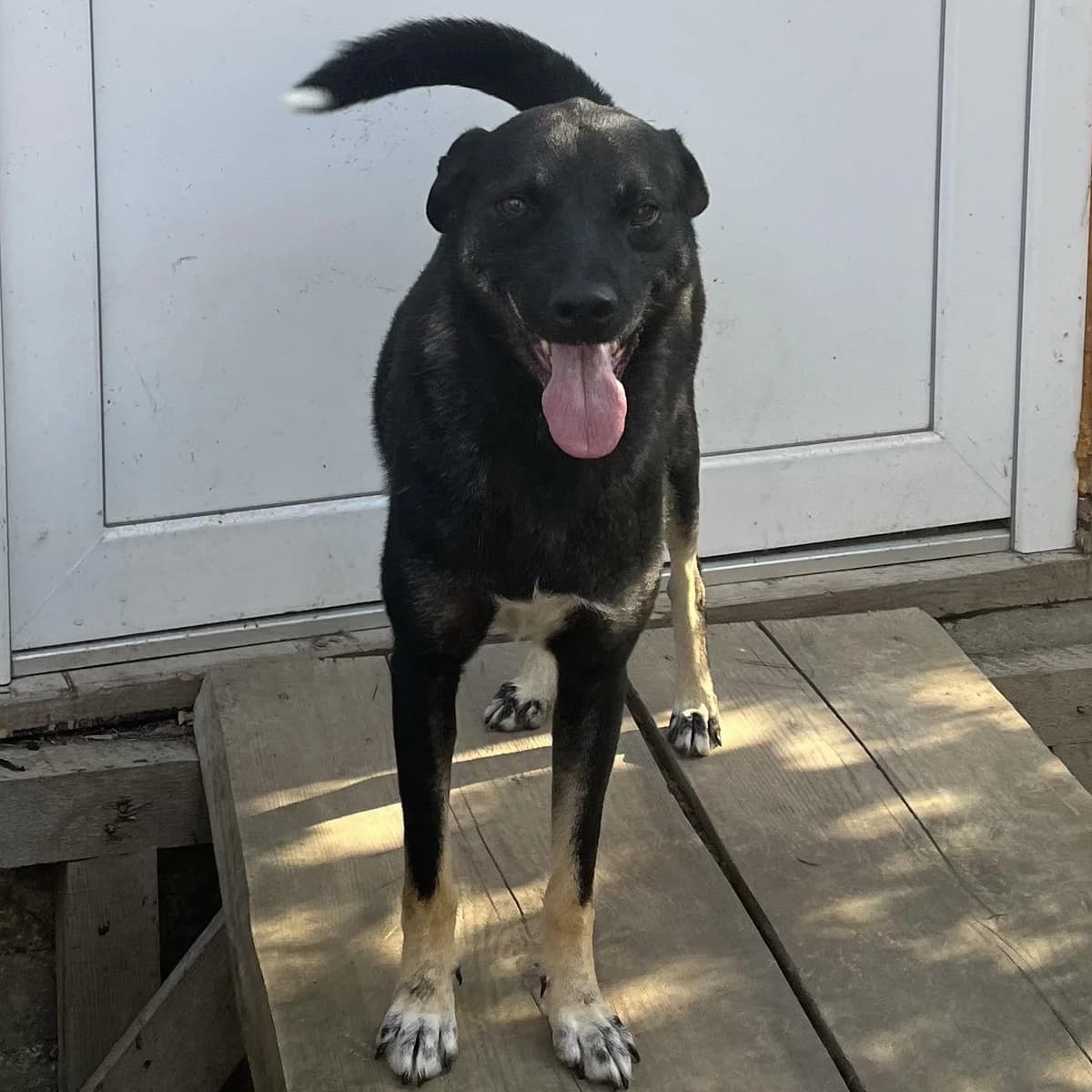 Honden ter adoptie, male 7yo mixed breed for adoption at SOS Dogs Nederland, NN Didam