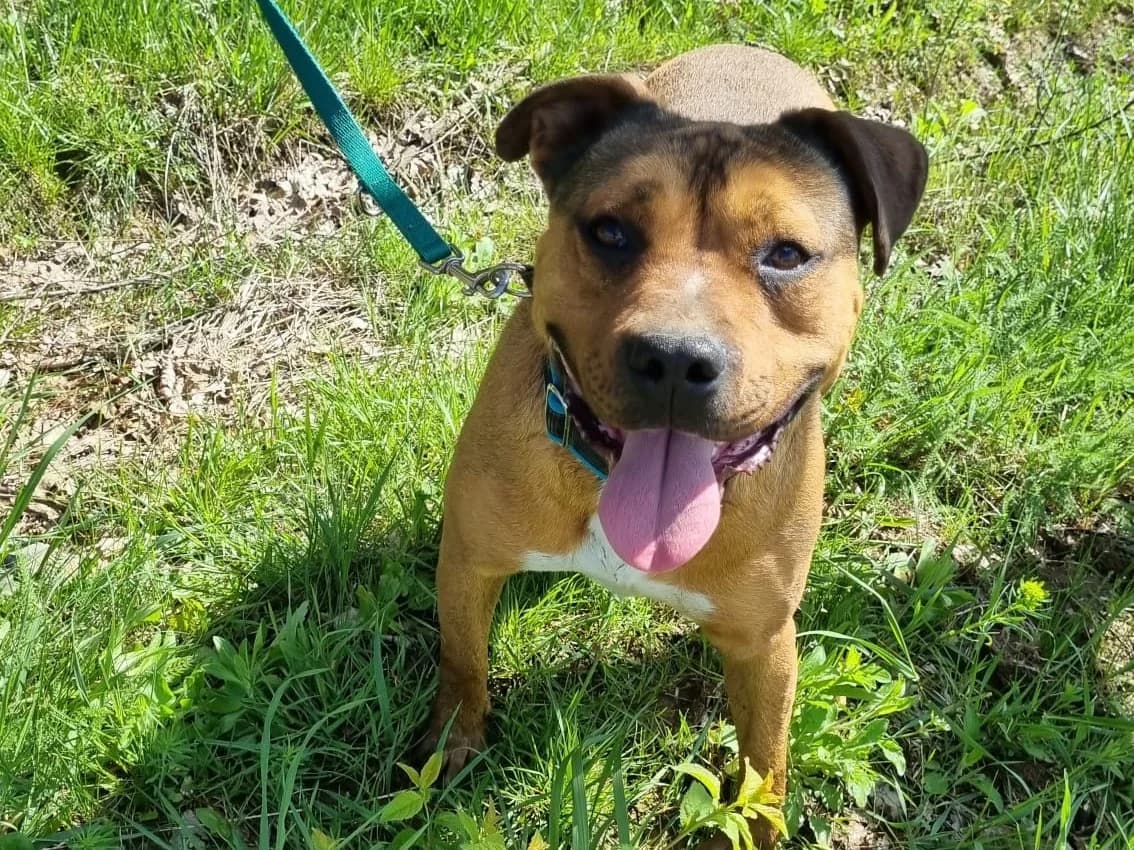 Honden ter adoptie, male 4yo mixed breed for adoption at SOS Dogs Nederland, NN Didam