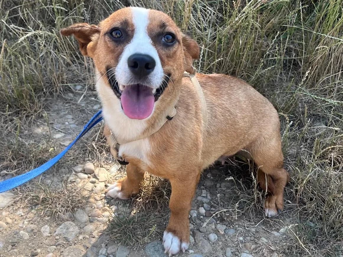 Honden ter adoptie, female 3yo mixed breed for adoption at SOS Dogs Nederland, NN Didam