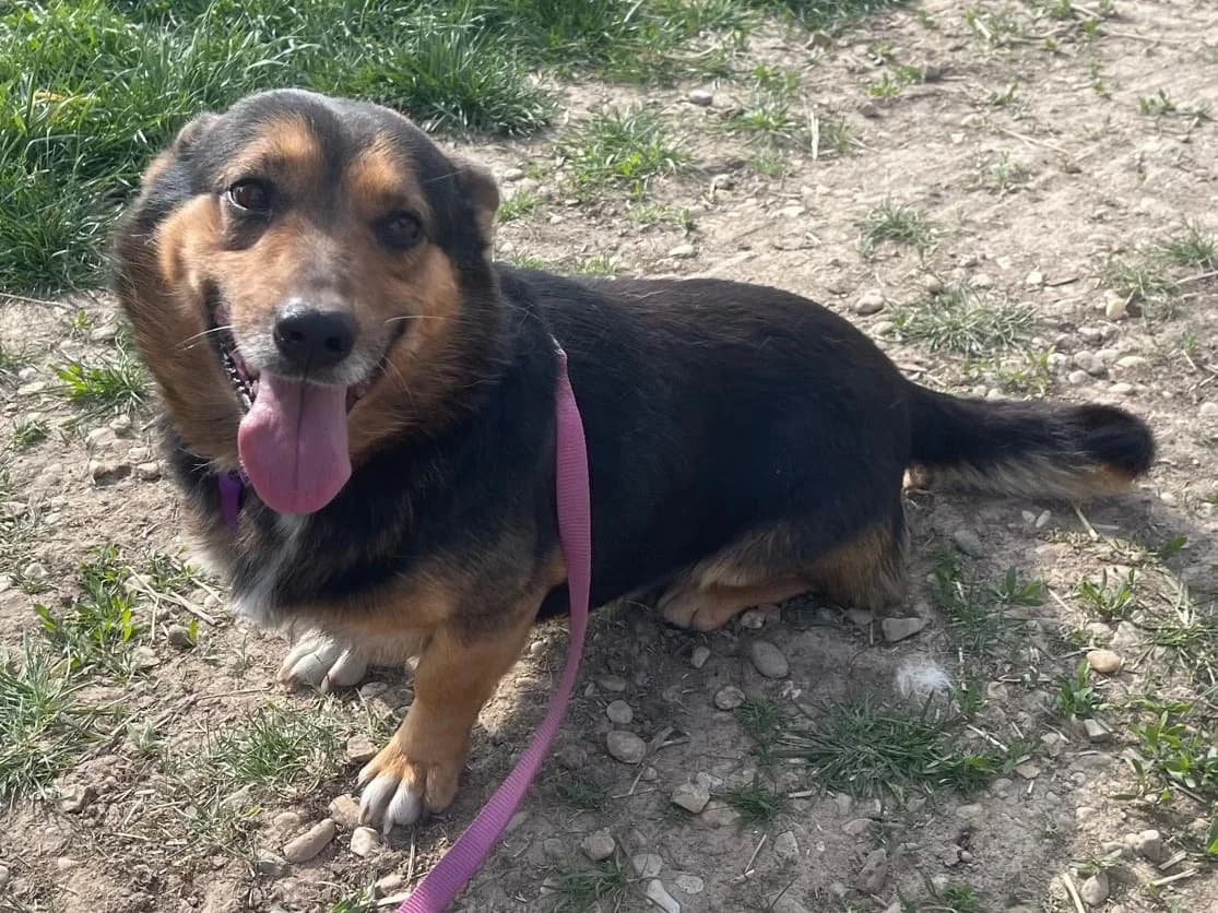 Honden ter adoptie, male 4yo mixed breed for adoption at SOS Dogs Nederland, NN Didam