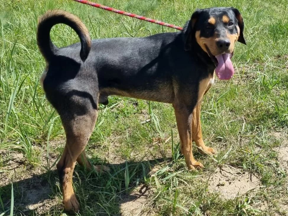 Honden ter adoptie, male 3yo mixed breed for adoption at SOS Dogs Nederland, NN Didam