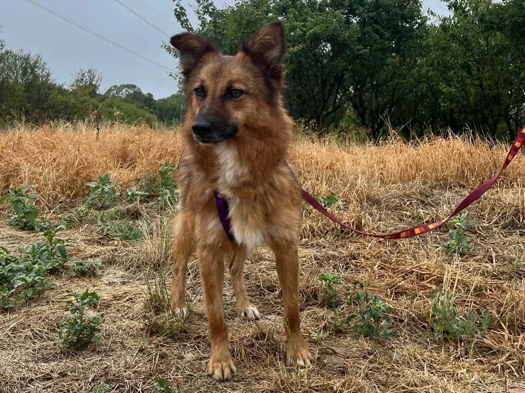 Honden ter adoptie, female young mixed breed for adoption at SOS Dogs Nederland, NN Didam