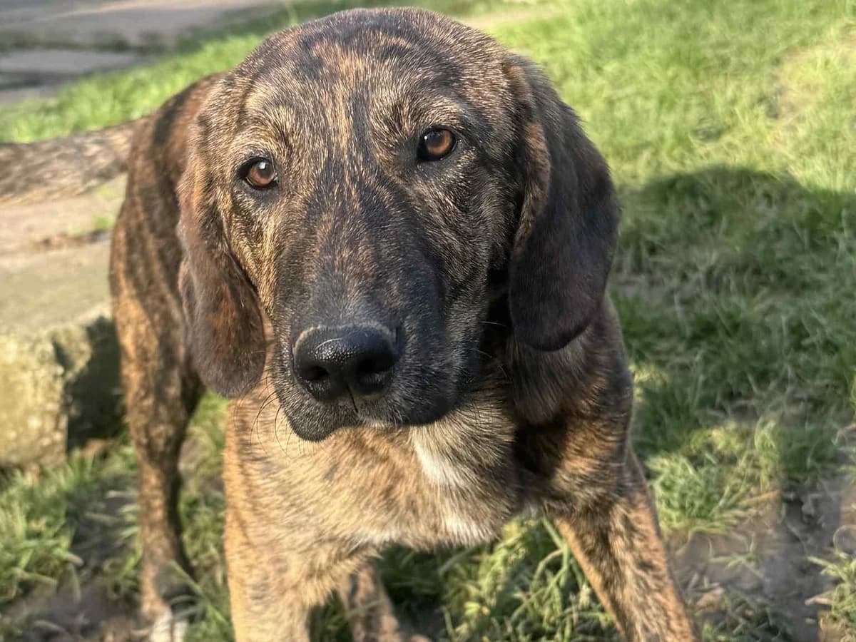 Honden ter adoptie, female puppy mixed breed for adoption at SOS Dogs Nederland, NN Didam