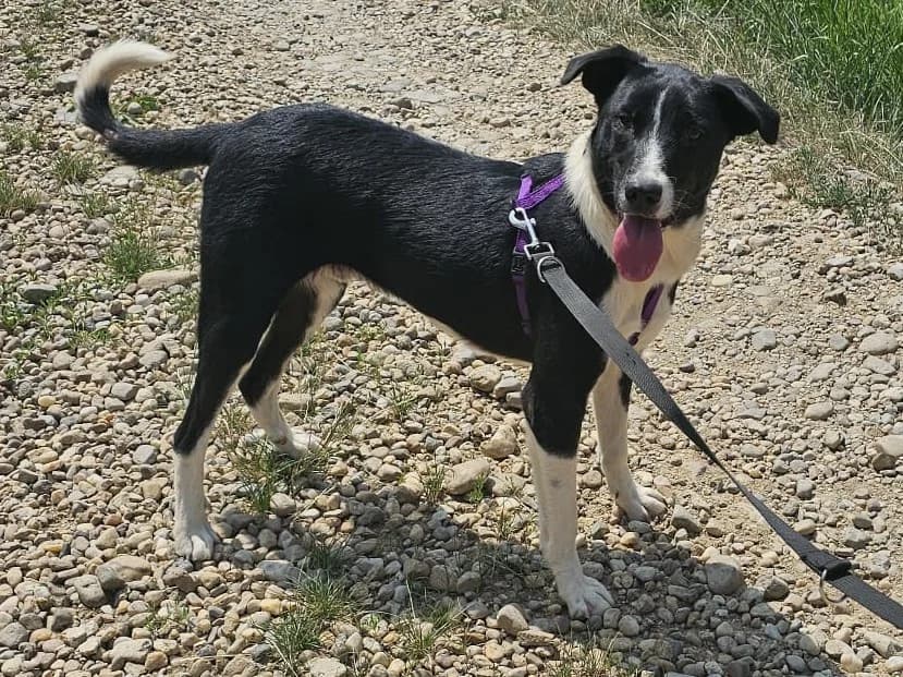 Honden ter adoptie, male young mixed breed for adoption at SOS Dogs Nederland, NN Didam