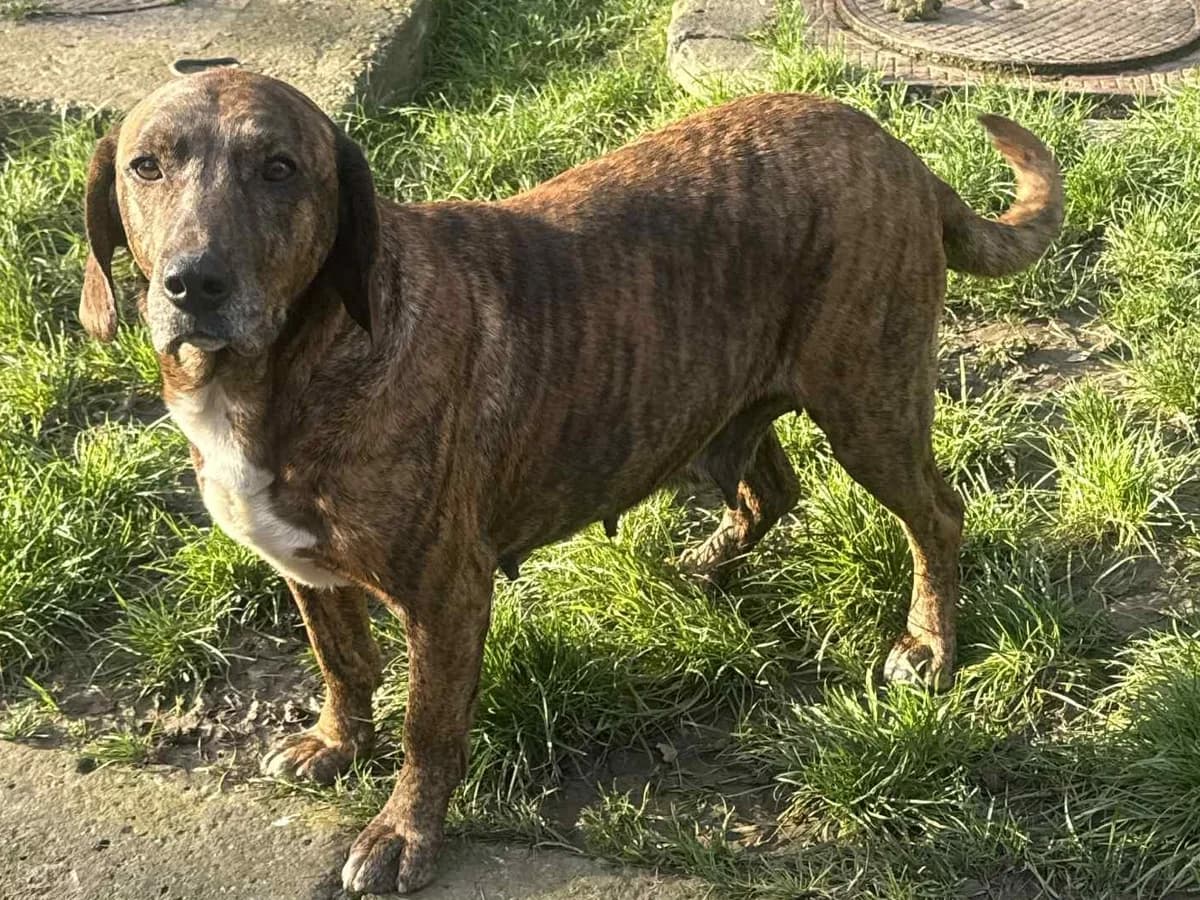 Honden ter adoptie, female 6yo mixed breed for adoption at SOS Dogs Nederland, NN Didam