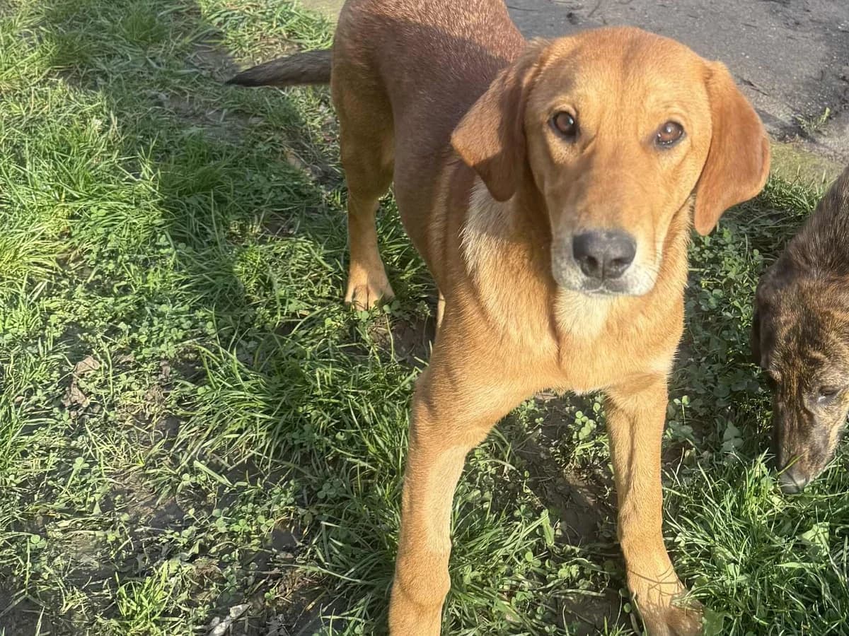 Honden ter adoptie, female puppy mixed breed for adoption at SOS Dogs Nederland, NN Didam