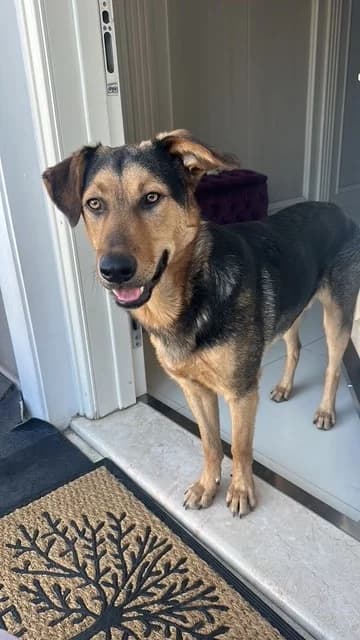 Honden ter adoptie, male young mixed breed for adoption at SOS Dogs Nederland, NN Didam