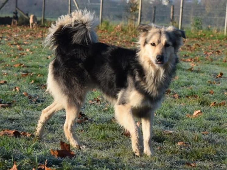 Honden ter adoptie, male 3yo Mixed Breed for adoption at SOS Dogs Nederland, NN Didam