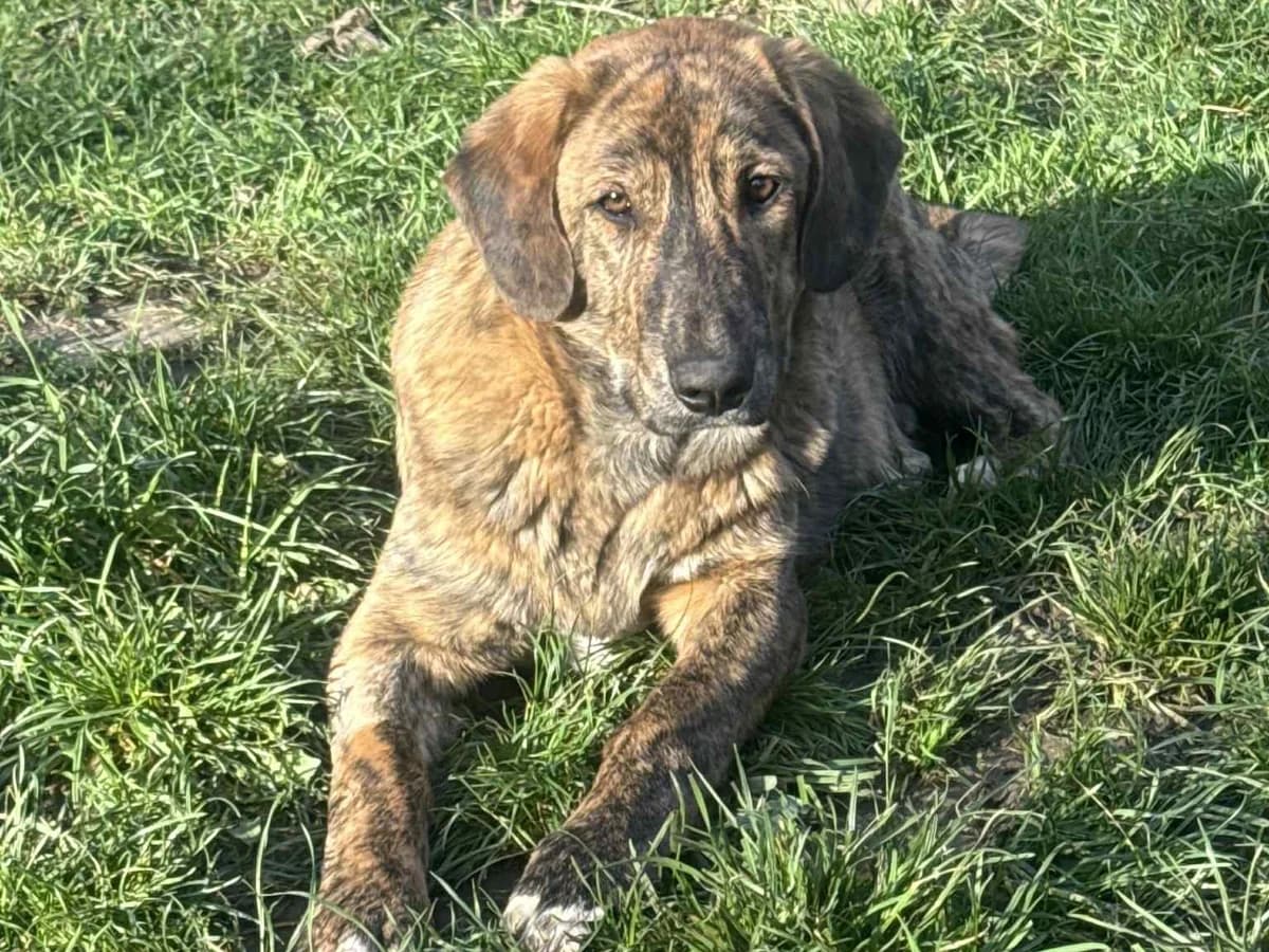 Honden ter adoptie, male puppy mixed breed for adoption at SOS Dogs Nederland, NN Didam
