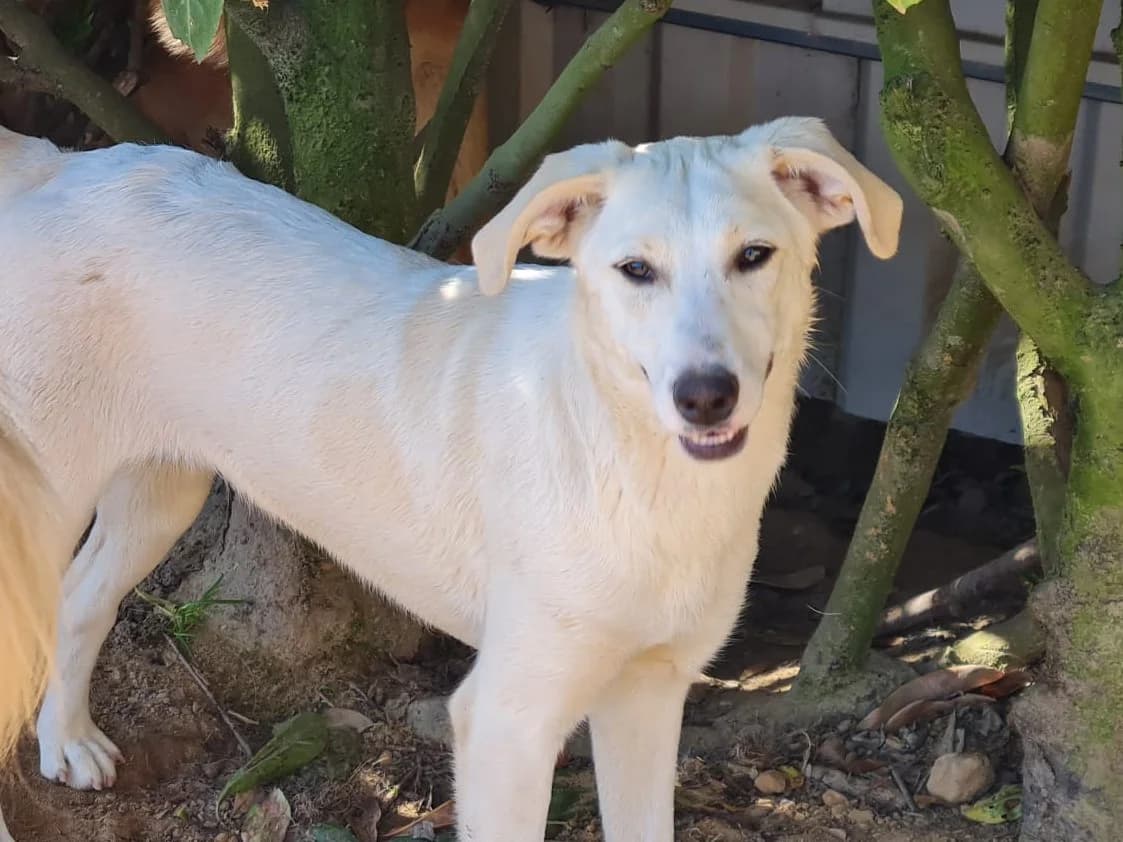 Honden ter adoptie, female young Mixed Breed for adoption at SOS Dogs Nederland, NN Didam