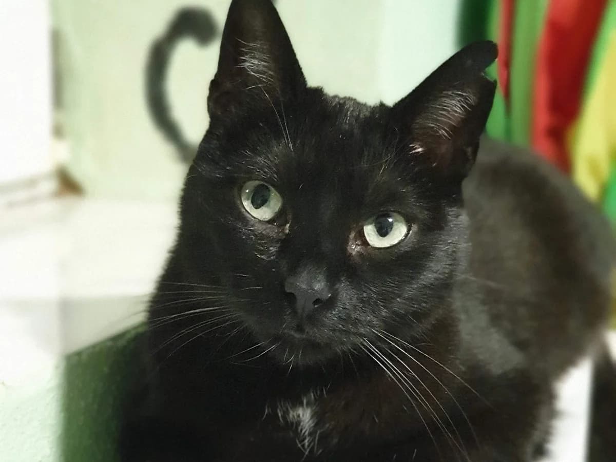 Katten ter adoptie, female 7yo Mixed Breed for adoption at SOS Dogs Nederland, NN Didam