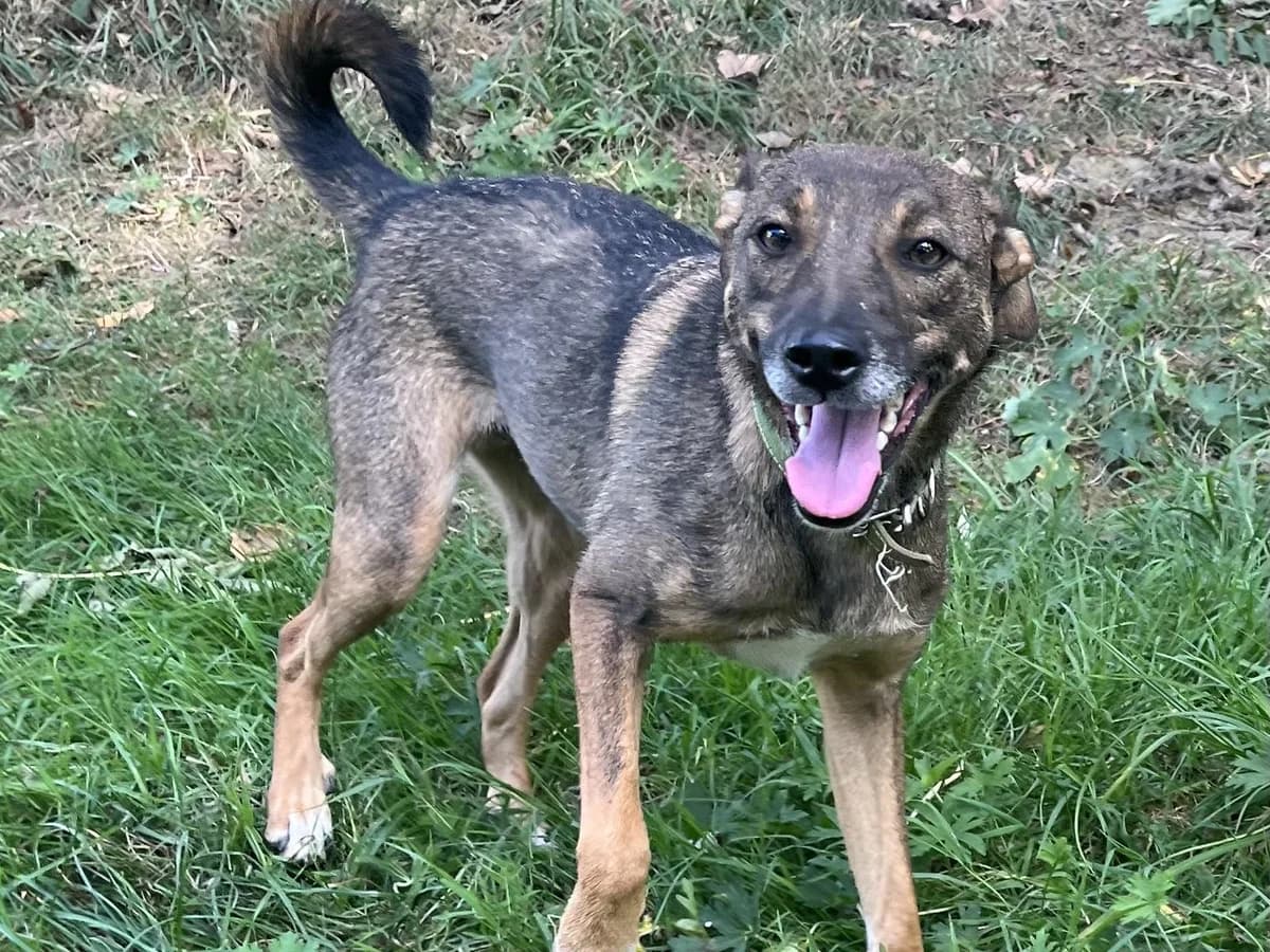 Honden ter adoptie, male 3yo mixed breed for adoption at SOS Dogs Nederland, NN Didam