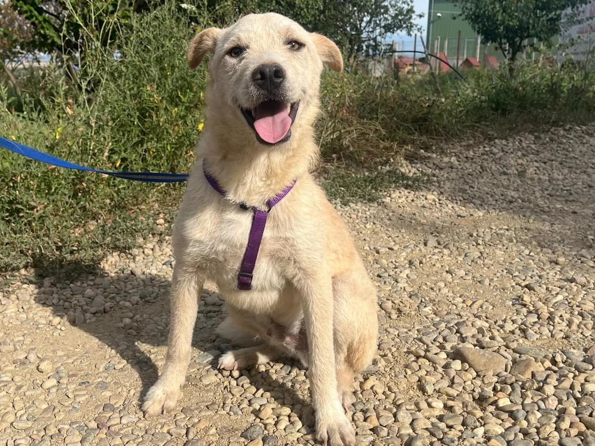 Honden ter adoptie,  (SOS Dogs Nederland)
