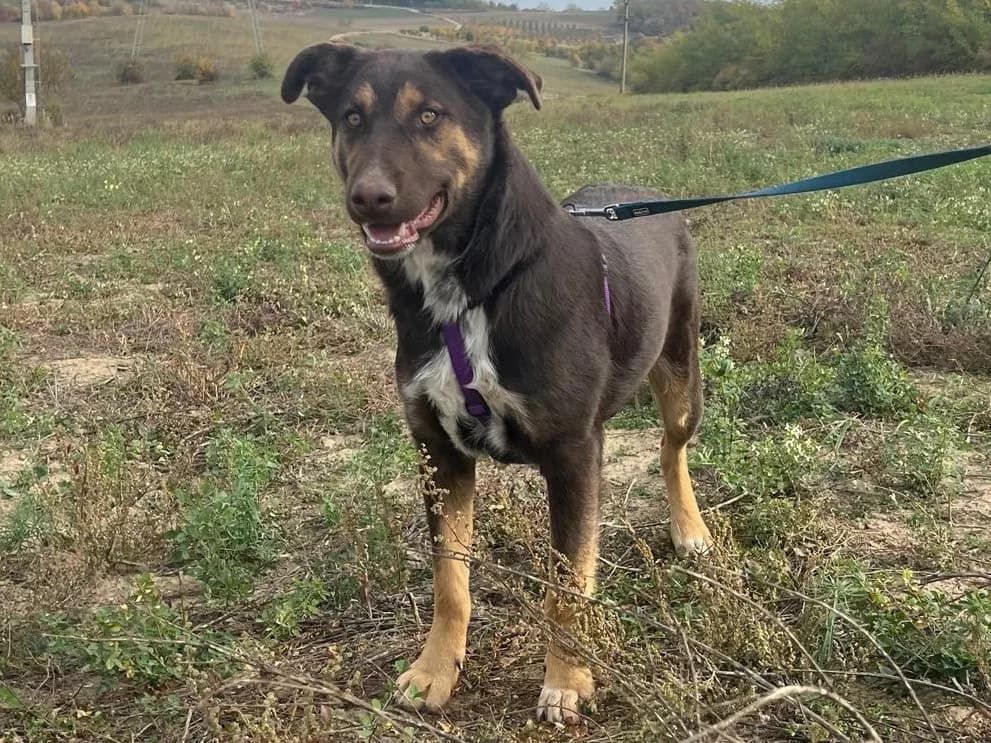 Honden ter adoptie, male young mixed breed for adoption at SOS Dogs Nederland, NN Didam