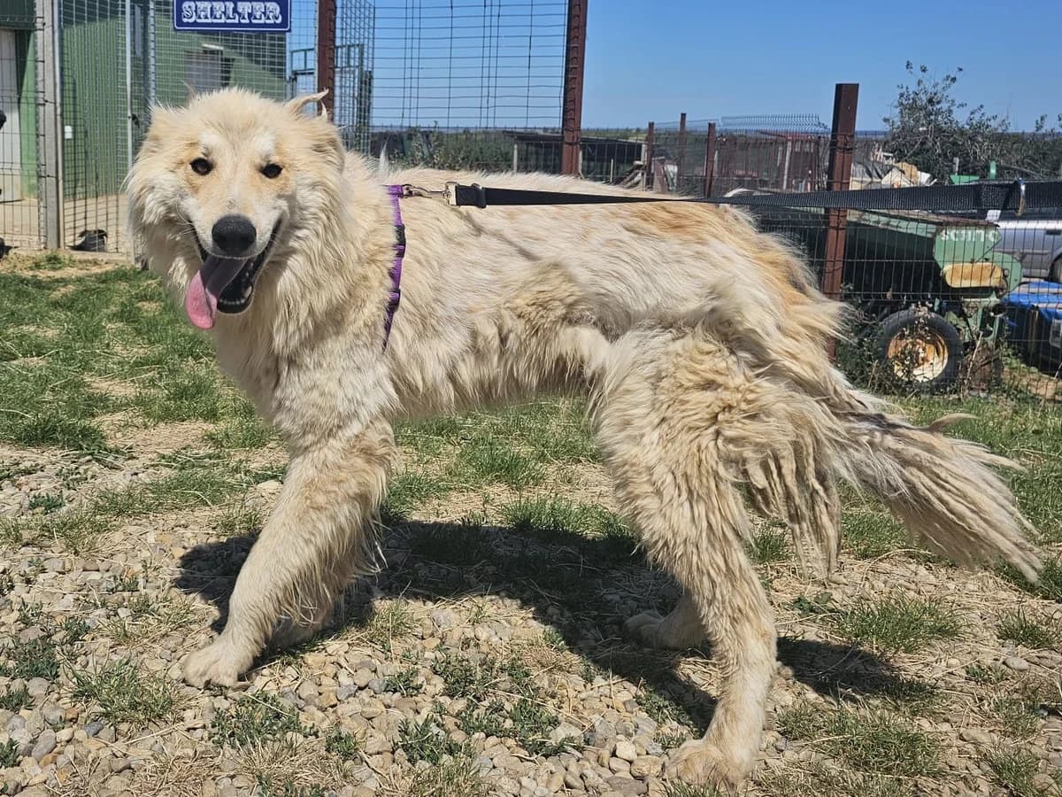 Honden ter adoptie, male 3yo mixed breed for adoption at SOS Dogs Nederland, NN Didam