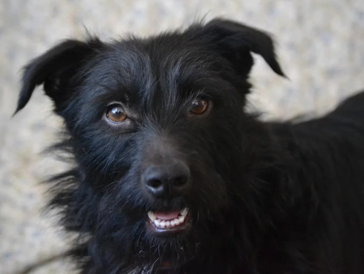 Honden ter adoptie, male young mixed breed for adoption at SOS Dogs Nederland, NN Didam