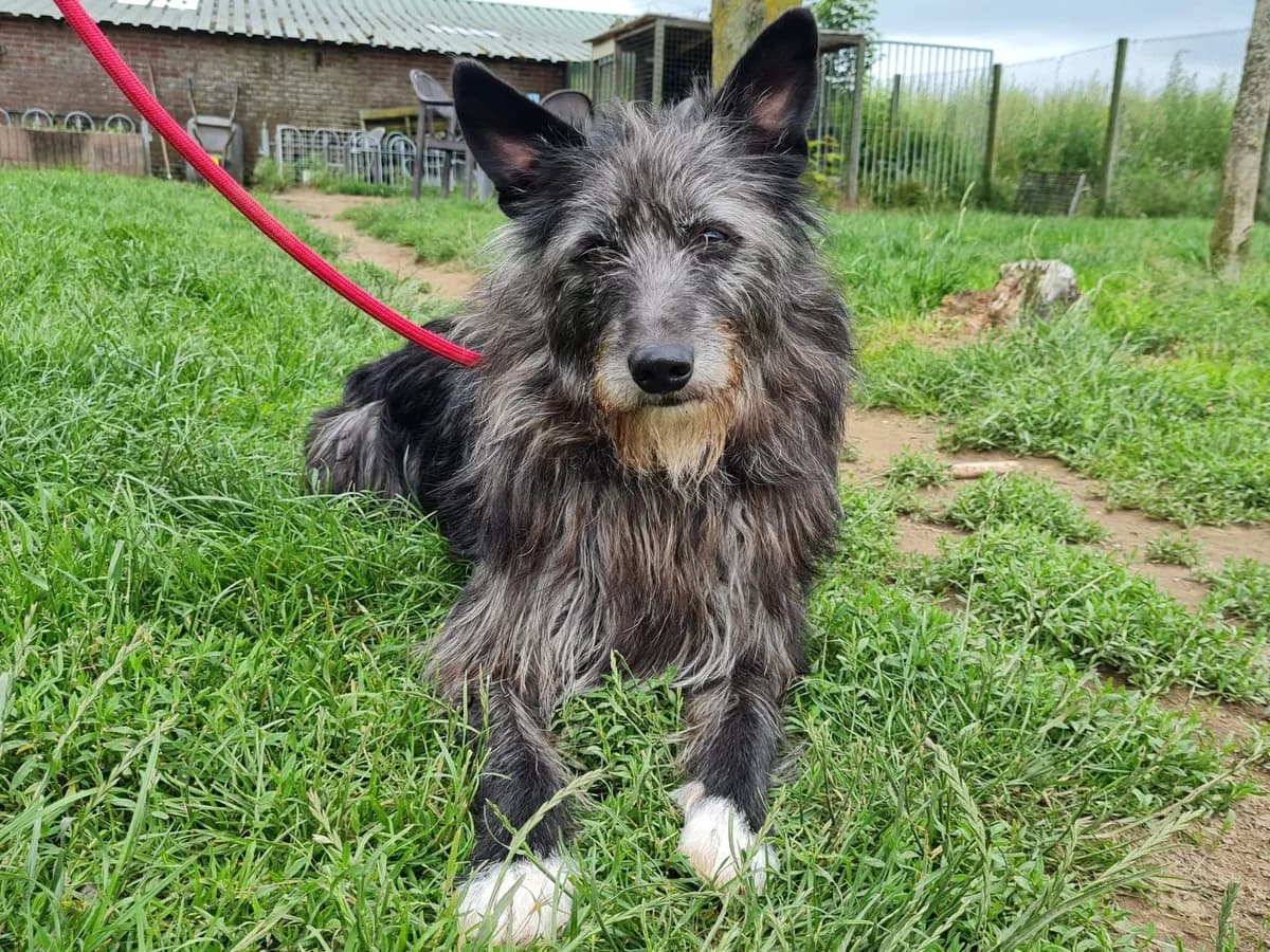 Honden ter adoptie, male 5yo mixed breed for adoption at SOS Dogs Nederland, NN Didam