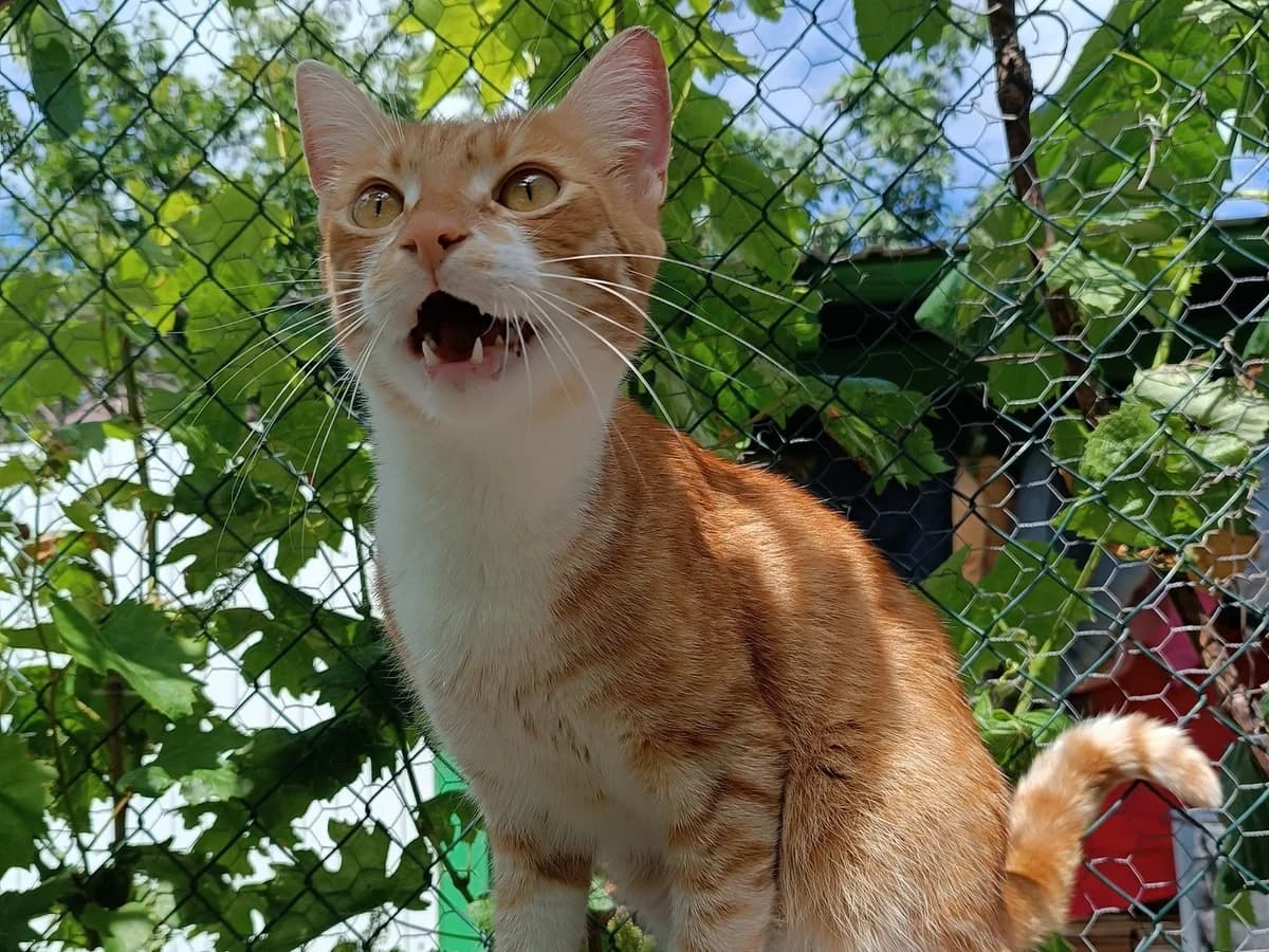 Katten ter adoptie, 3yo Mixed Breed for adoption at SOS Dogs Nederland, NN Didam