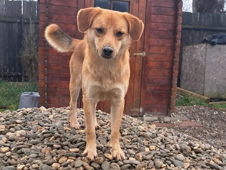 Honden ter adoptie, male young mixed breed for adoption at SOS Dogs Nederland, NN Didam