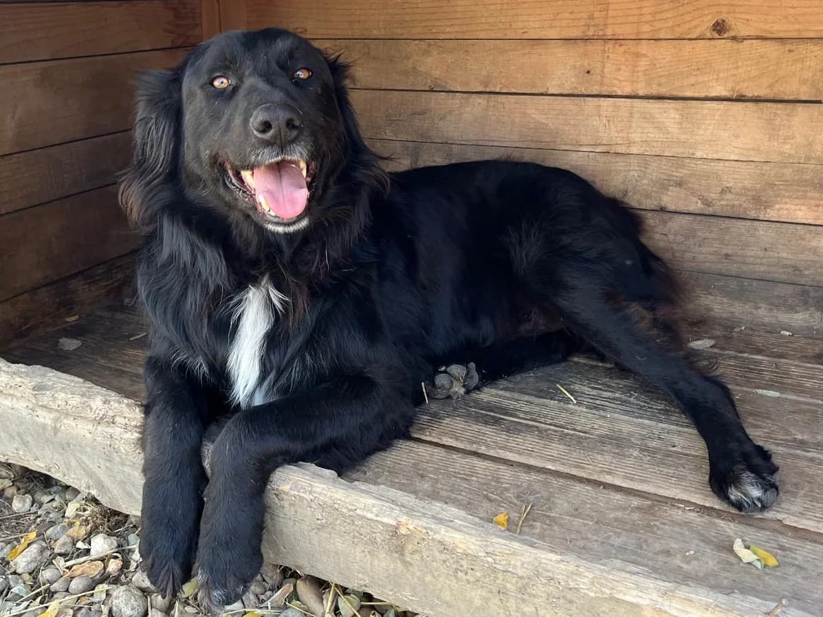 Honden ter adoptie, male 5yo mixed breed for adoption at SOS Dogs Nederland, NN Didam