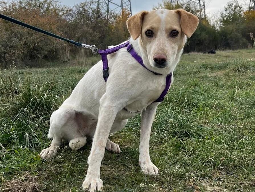 Honden ter adoptie, female young mixed breed for adoption at SOS Dogs Nederland, NN Didam