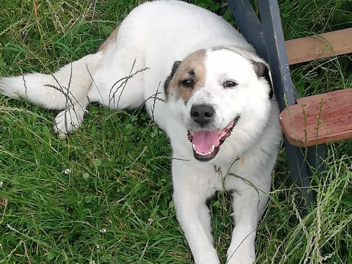 Honden ter adoptie, female 6yo mixed breed for adoption at SOS Dogs Nederland, NN Didam