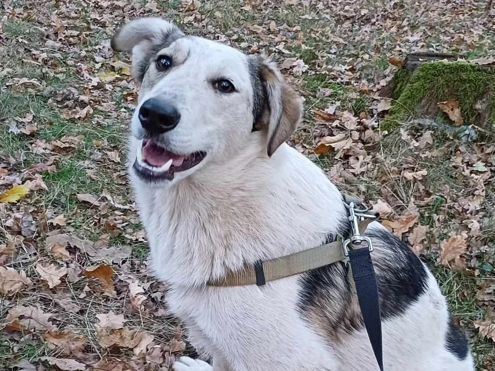 Honden ter adoptie, male young mixed breed for adoption at SOS Dogs Nederland, NN Didam