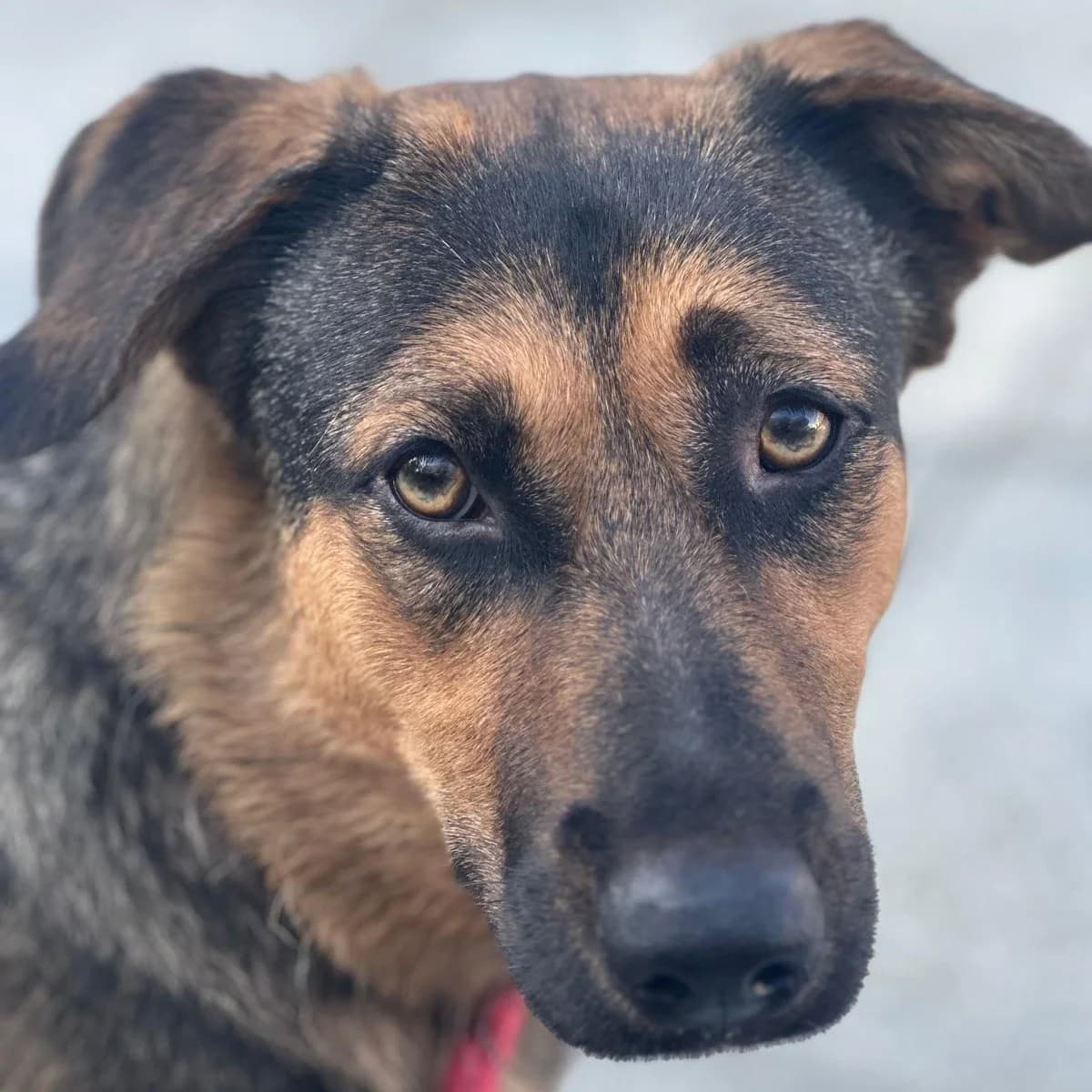 Honden ter adoptie, female young mixed breed for adoption at SOS Dogs Nederland, NN Didam