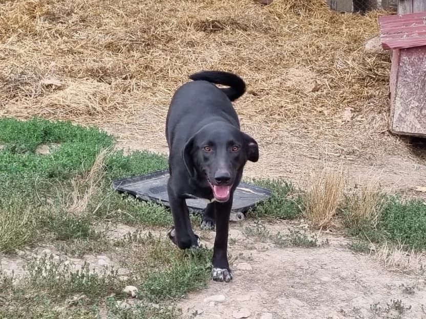 Honden ter adoptie, male 4yo mixed breed for adoption at SOS Dogs Nederland, NN Didam