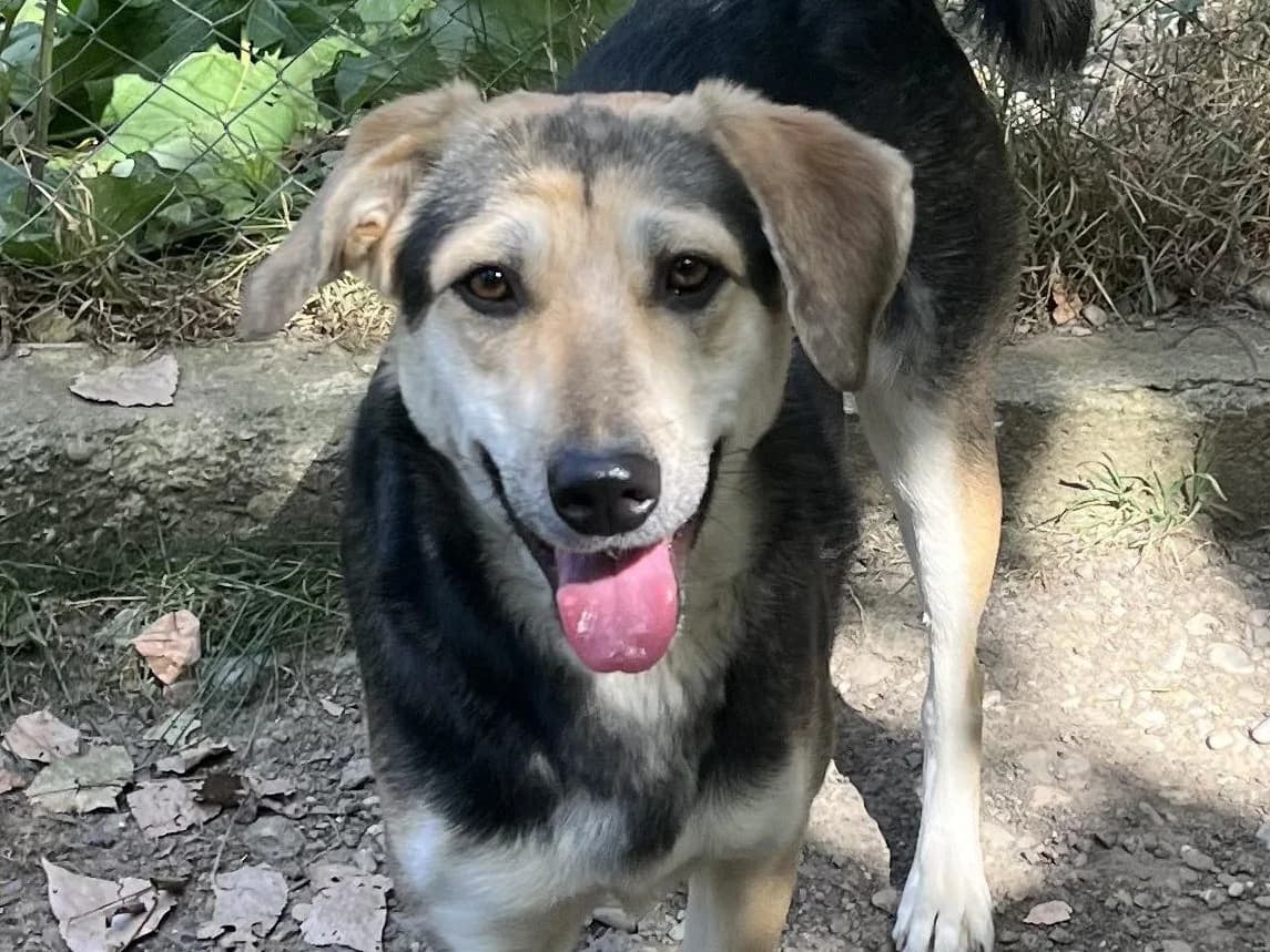 Honden ter adoptie, female 3yo mixed breed for adoption at SOS Dogs Nederland, NN Didam
