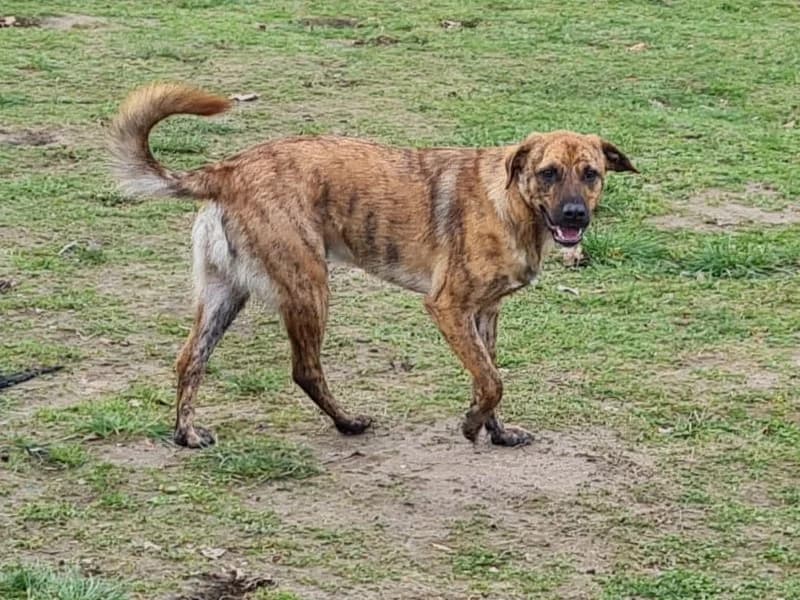 Honden ter adoptie, male 3yo Mixed Breed for adoption at SOS Dogs Nederland, NN Didam