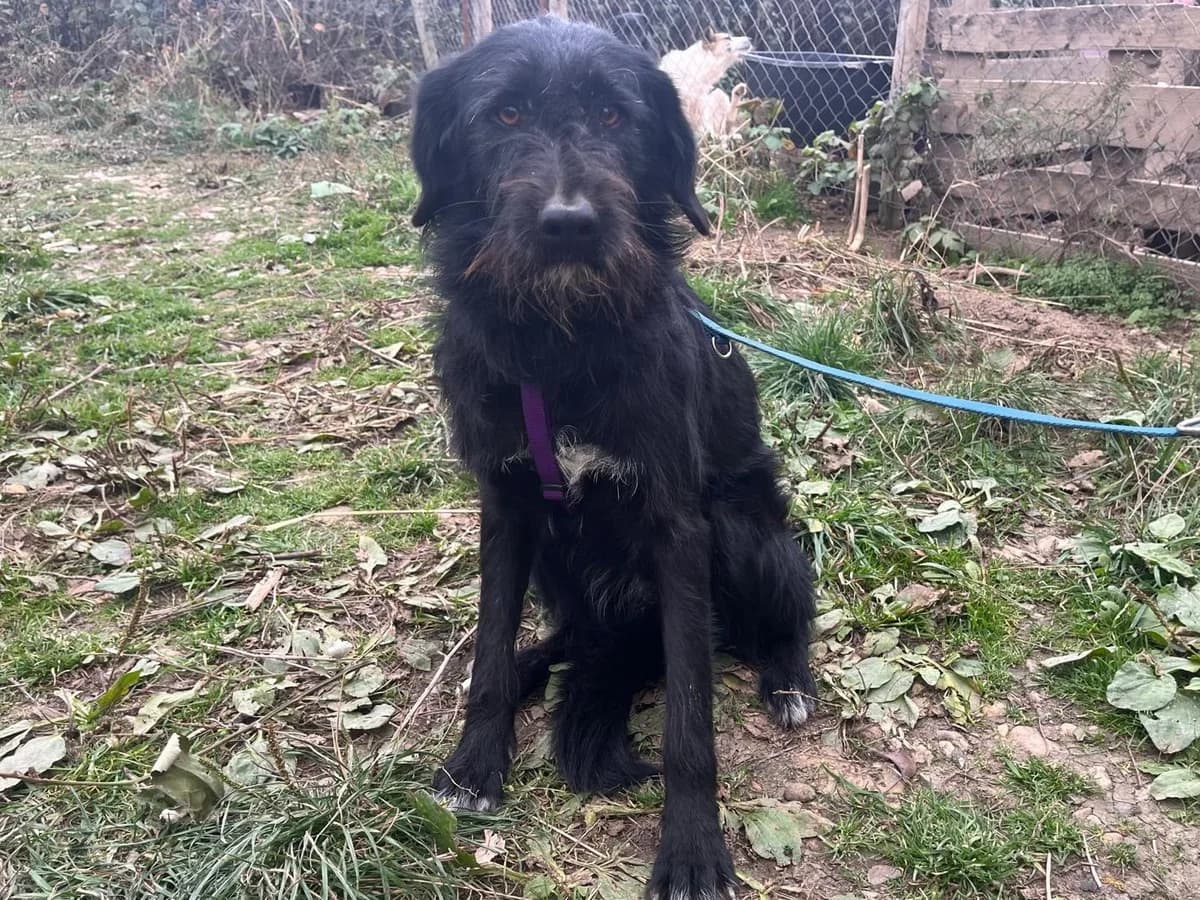 Honden ter adoptie, female young mixed breed for adoption at SOS Dogs Nederland, NN Didam