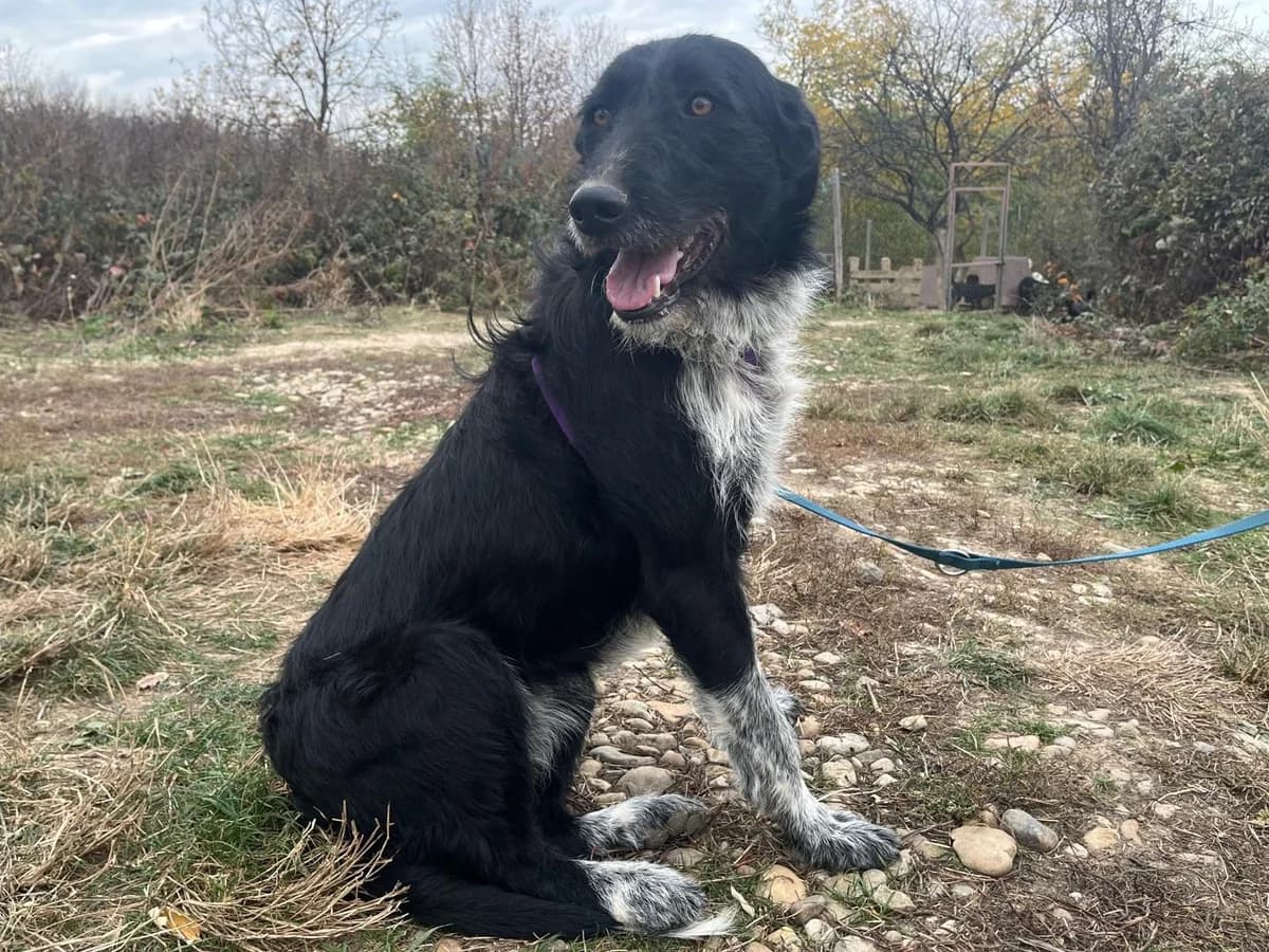 Honden ter adoptie, female young mixed breed for adoption at SOS Dogs Nederland, NN Didam