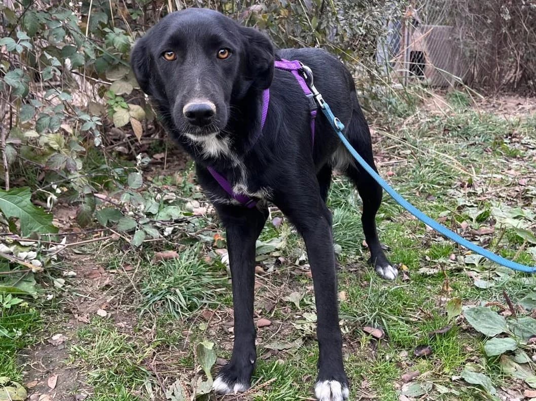 Honden ter adoptie, female young mixed breed for adoption at SOS Dogs Nederland, NN Didam