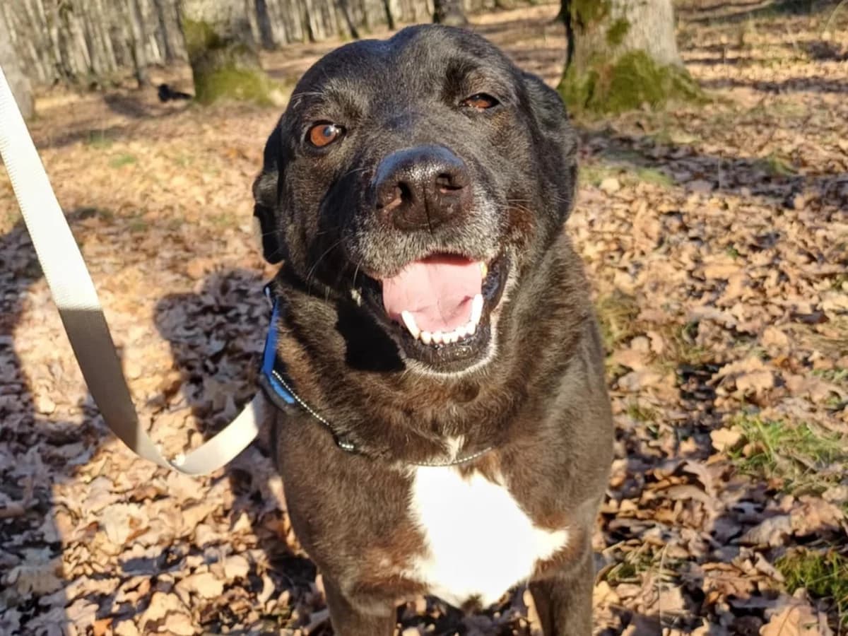 Honden ter adoptie, female senior mixed breed for adoption at SOS Dogs Nederland, NN Didam
