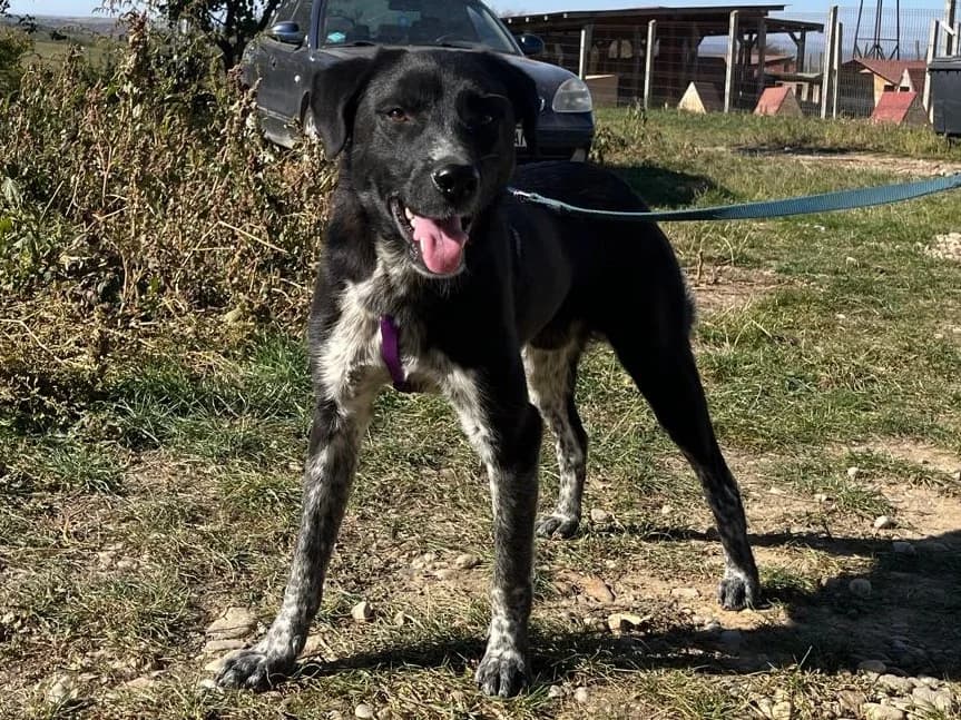 Honden ter adoptie, male young mixed breed for adoption at SOS Dogs Nederland, NN Didam