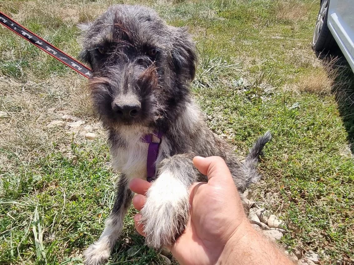 Honden ter adoptie, female young Romanian Street Dog for adoption at SOS Dogs Nederland, NN Didam