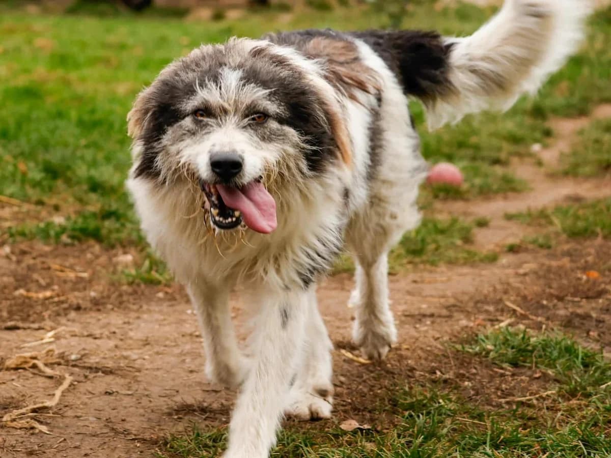 Honden ter adoptie, female 4yo mixed breed for adoption at SOS Dogs Nederland, NN Didam