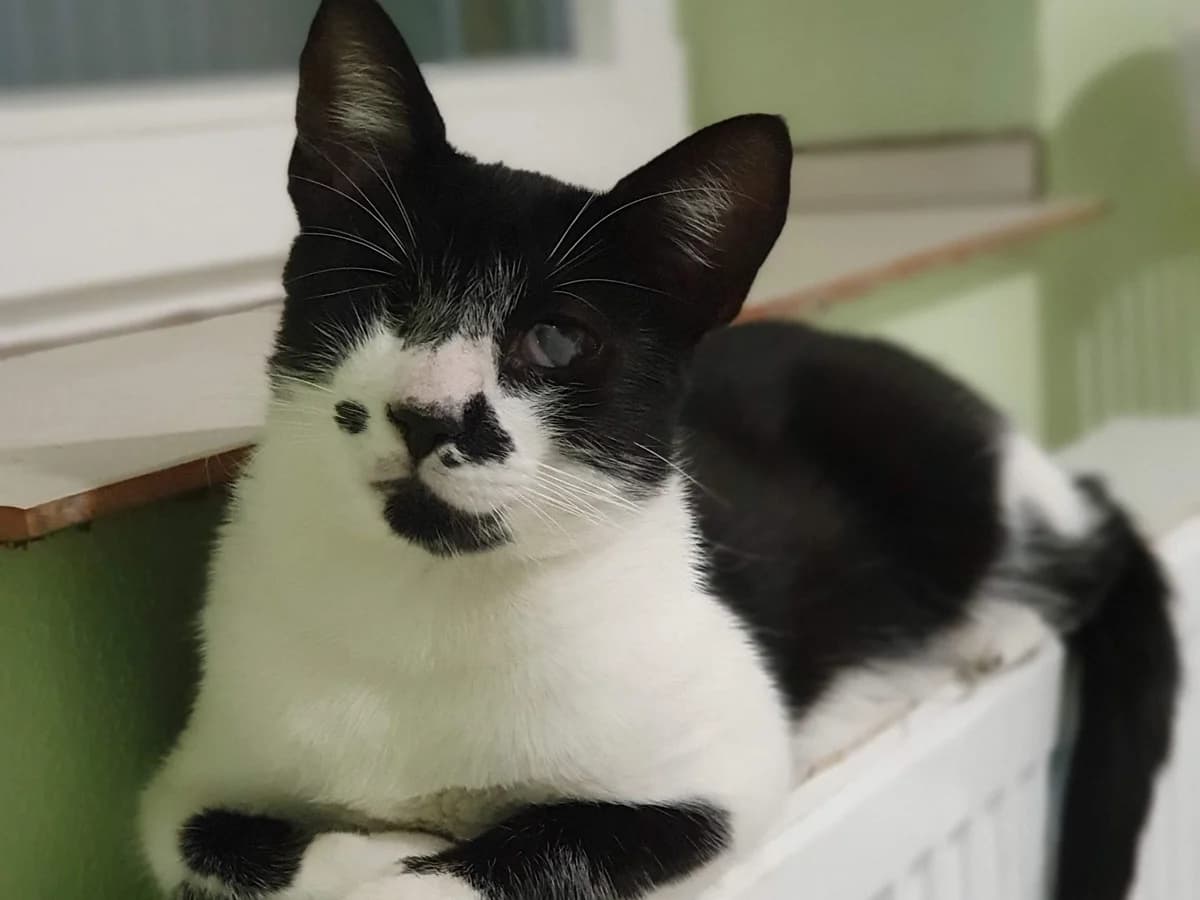 Katten ter adoptie, 3yo Mixed Breed for adoption at SOS Dogs Nederland, NN Didam