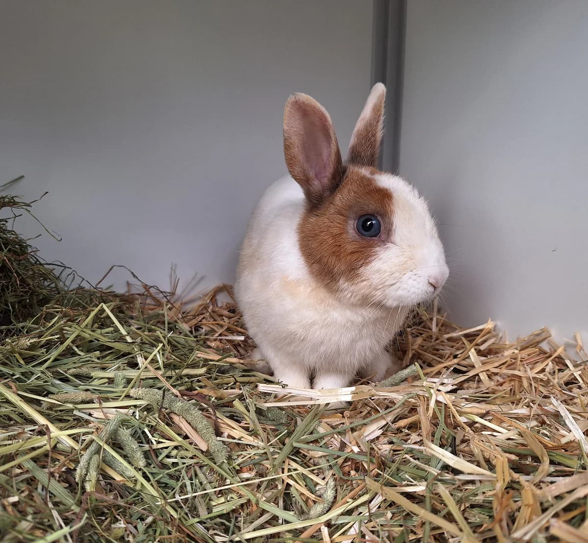 BamBam, Bruin-wit  4yo mixed breed for adoption at Dierentehuis Stevenshage, Leiden